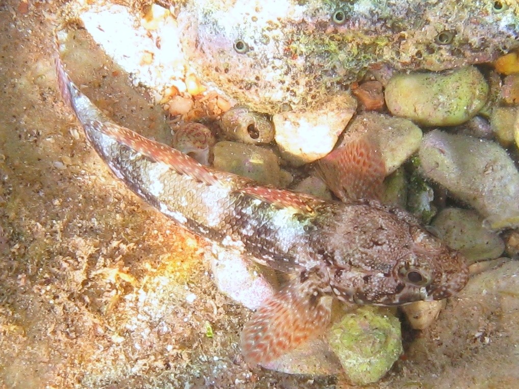 Gobius paganellus e Gobius cobitis